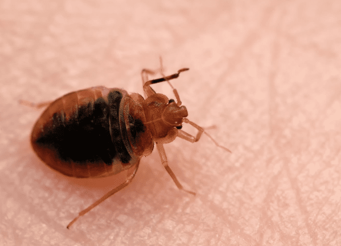 bed bugs orange county