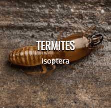 does homeowners insurance cover termite damage