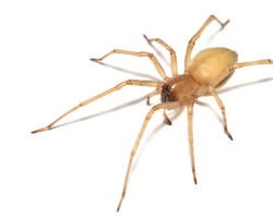 yellow sac spider orange county ca